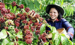 Đề xuất thành lập quỹ phát triển cà phê