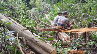 Chuyển mục đích sử dụng rừng và đất lâm nghiệp ở Phú Yên: Chờ kết luận từ Bộ NN&PTNT