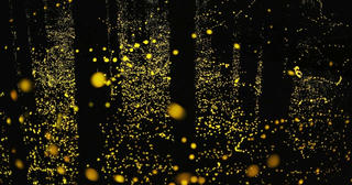 [ẢNH] Chiêm ngưỡng cảnh quan thần tiên tạo nên từ những chú đom đóm