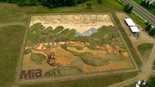Tái hiện tranh Van Gogh trên cánh đồng