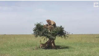 [VIDEO] Đàn sư tử 6 con chen chúc trên ngọn cây nhỏ