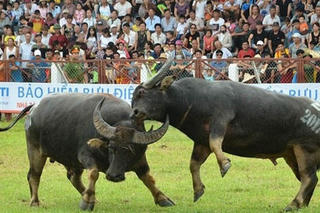 Không bán vé Lễ hội chọi trâu Đồ Sơn