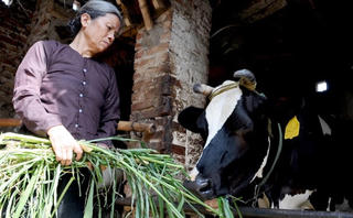 Vì sao giá sữa vẫn cao?