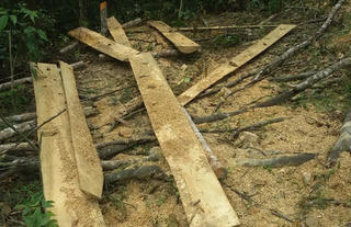 Thêm một cánh rừng nguyên sinh bị đốn hạ