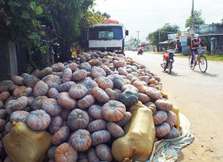 Người nông dân và quả bí đỏ