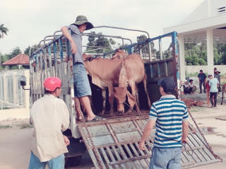 Bình Định: Trao tặng bò giống cho hộ nghèo