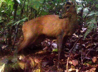 Phát hiện loài mang lớn có tên trong Sách đỏ tại Khu bảo tồn thiên nhiên Pù Hu