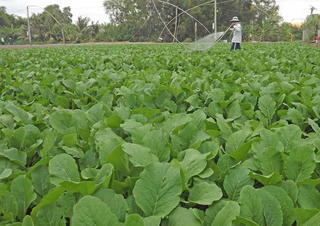 Bắc Ninh: Nhiều chỉ tiêu phấn đấu cho ngành nông nghiệp