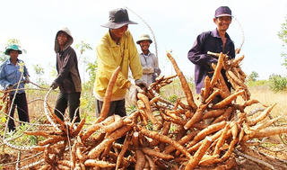 Ninh Thuận: Nâng cao đời sống vùng đồng bào dân tộc thiểu số