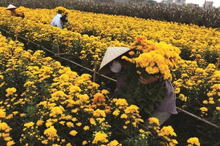 Phú Yên: Hàng nghìn chậu hoa Tết phải nhổ bỏ