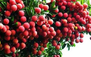 Lô vải thiều đầu tiên sang Hoa Kỳ