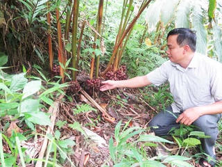 Ghi ở thôn triệu phú