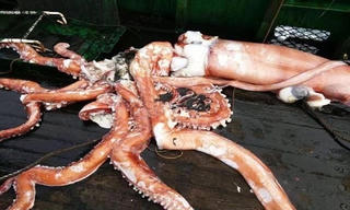Mực ống khổng lồ nặng hơn hai tạ