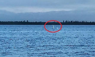 Sinh vật cổ dài giống quái vật hồ Loch Ness phát hiện ở Nga