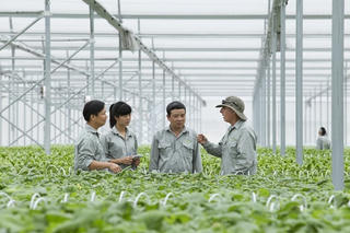 Vingroup liên kết với 1.000 HTX và hộ nông dân cung ứng nông sản sạch
