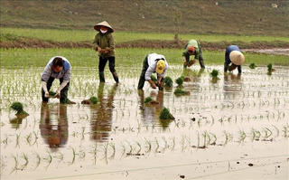 Gần 59% diện tích đã có nước gieo cấy vụ đông – xuân