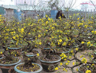 Lo mất mùa mai Tết