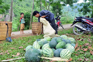 Chọn cây trồng hiệu quả