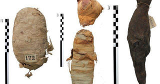 Bí ẩn các xác ướp động vật Ai Cập cổ đại