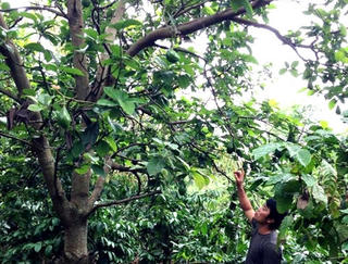 Đắk Lắk: Đau đầu với “bơ tặc”