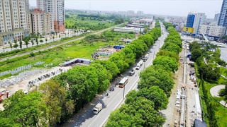 Cây xanh và chuyện cháy rừng