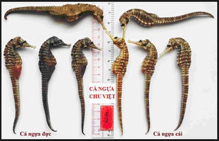 Cá ngựa - Bài thuốc quý cho hạnh phúc gia đình