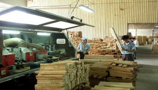 Việt Nam và EU: Thúc đẩy thương mại gỗ hợp pháp