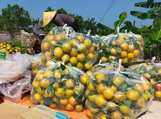 Gỡ khó cho cam Vinh