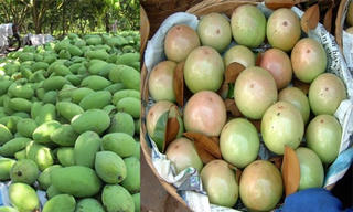 Xoài, vú sữa Việt Nam sắp được nhập vào Hoa Kỳ