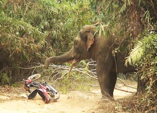 Hàng chục người tháo chạy khi voi xông ra đường