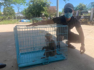 Giải cứu cá thể khỉ đuôi lợn quý hiếm