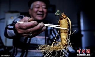 Nhân sâm ngâm rượu 7 năm nở hoa xanh biếc