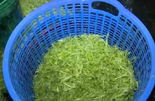 Ngâm rau muống vào hóa chất độc hại để xanh tươi lâu