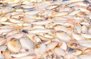 Cá chết hàng loạt tại làng bè cá Hiệp Hòa: Hàm lượng oxy hòa tan trong nước quá thấp