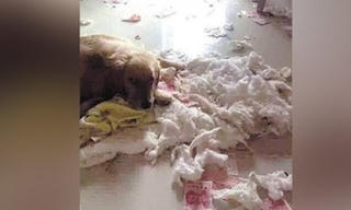 Giấu tiền trong chăn, bị thú cưng cắn nát