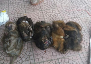 Nghệ An: Bắt hai đối tượng vận chuyển trái phép 7 cá thể khỉ mặt đỏ