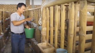Tiền tỷ từ nuôi chim bồ câu Pháp