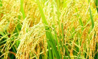 Đổi mới công nghệ chọn tạo giống lúa