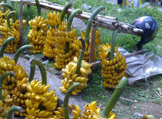 Chuối ngự Tam Đảo