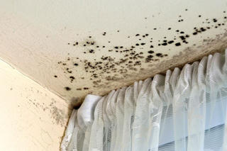 Giấy dán tường có thể là 'ổ' nấm mốc độc hại