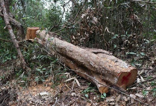 Rừng mãi chưa yên