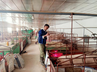 Chuyện thành tỷ phú của nông dân nuôi lợn ở Hải Dương