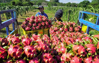 Trái cây Việt Nam chinh phục thị trường thế giới