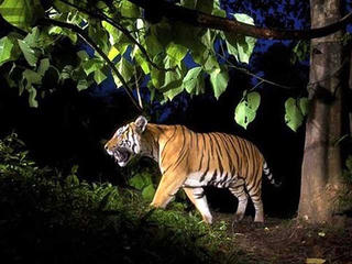 Thanh Hóa: Phát hiện dấu chân nghi của hổ ở gần khu dân cư