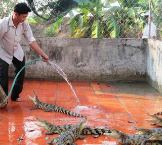 Đồng bằng sông Cửu Long: Ồ ạt nuôi cá sấu, bất chấp đầu ra