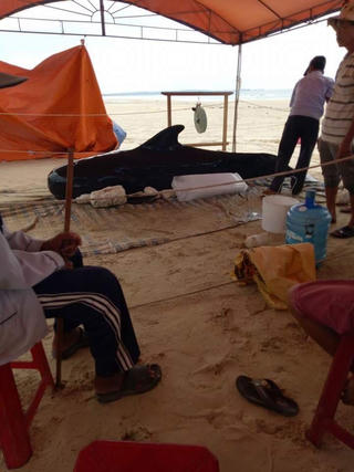 Chuẩn bị chôn cất cá voi hơn 400 kg dạt vào bờ biển Quảng Ngãi