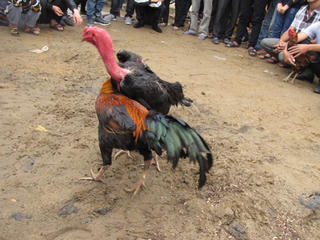 Đầu Xuân, về làng quê xem chọi gà