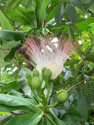 Bàng vuông khoe sắc bên vịnh Hạ Long