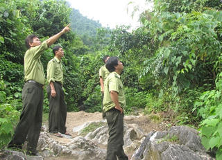 Tuyên Quang: Đẩy mạnh công tác quản lý rừng bền vững