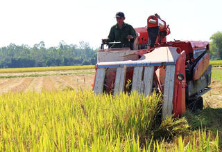 Quảng Nam: Bà con phấn khởi vì được mùa lúa vụ Đông Xuân